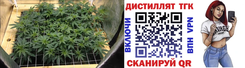 Купить закладки  Кыштым  ТГК Wax 